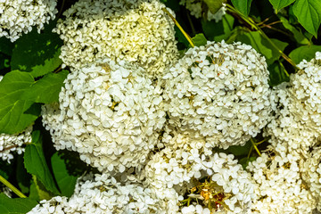 Hydrangea macrophylla known as bigleaf, French or mophead hydrangea, penny mac and hortensia
