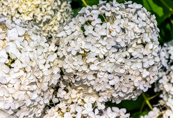 Hydrangea macrophylla known as bigleaf, French or mophead hydrangea, penny mac and hortensia