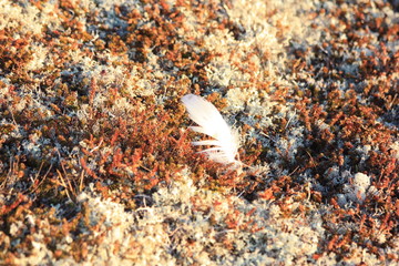 shell on the beach