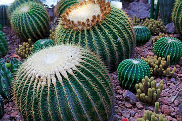 Cactus plants Echinocactus