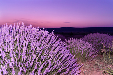 Obraz premium Lavender fields in Turkey