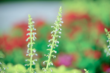 Beautiful leaves and white flowers of Coleus (Solenostemon scutellarioides). Plectranthus, known as coleus