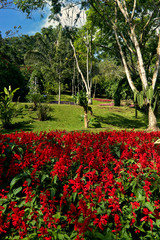 Red flowers in a wooded park.