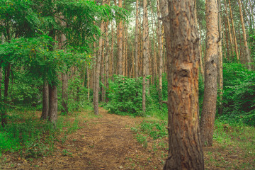 Forest trees in the summer season. Forest glade surrounded by trees.