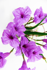 natural flowers of violets with petals and green leaves on a white background