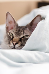 Cute young kitten in bed