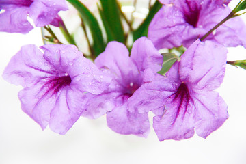 natural flowers of violets with petals and green leaves on a white background
