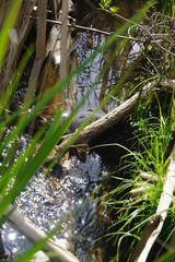 brook in the green grass on a sunny day