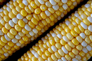 Golden sweet corn on the cob macro