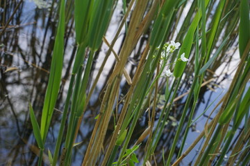 Obraz premium water white flower with green leaves in a pond