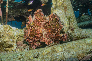 Frog fish in the Red Sea Colorful and beautiful, Eilat Israel