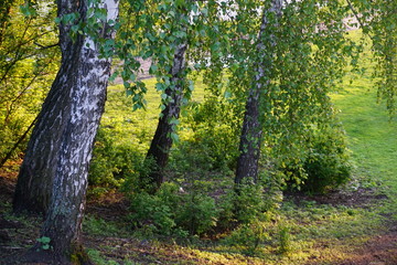 birch grove at sunset