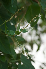 white and green branch on blurred leaves background
