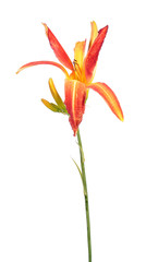 Daylily (Hemerocallis) orange flower close-up isolated on white background. Cultivar from spider garden group