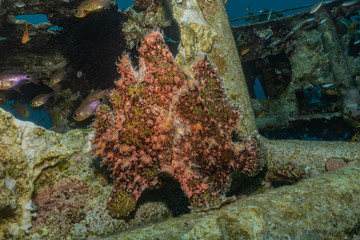 Frog fish in the Red Sea Colorful and beautiful, Eilat Israel