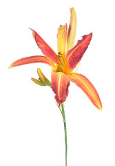 Daylily (Hemerocallis) orange flower close-up isolated on white background. Cultivar from spider garden group