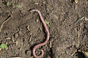 The blind shingles is a species of scaly reptile of the family Amphisbaenidae