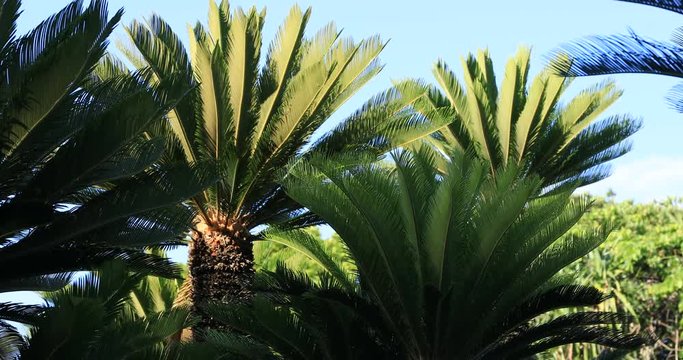 Plam tree at Ohama beach in Amami oshima Kagoshima