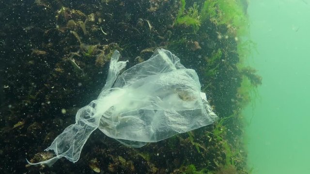 Rubbish in the water, Polyethylene bag kills marine animals, shrimps die. Ecology of nature, plastic. Black Sea, Ukraine
