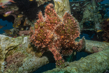 Frog fish in the Red Sea Colorful and beautiful, Eilat Israel