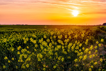 Mustard field at Sunset