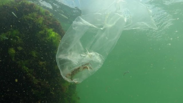 Rubbish in the water, Polyethylene bag kills marine animals, crab dies. Ecology of nature, plastic. Black Sea, Ukraine