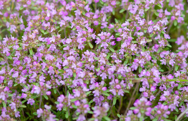 Fototapeta premium Purple wild flowers in Dobrogea mountains