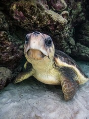 Loggerhead Turtle