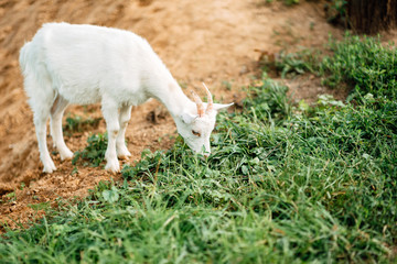 Naklejka na ściany i meble white goat on green grass on sunny day outdoors