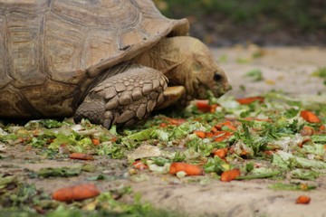 Obraz premium Tortue mangeant son repas dans son enclos