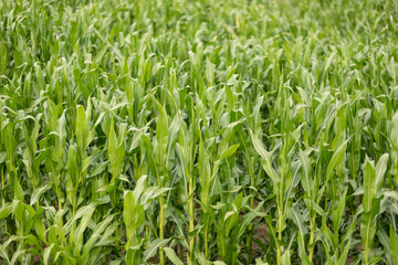 Corn field with young plants on fertile soil