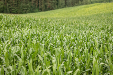 Corn field with young plants on fertile soil