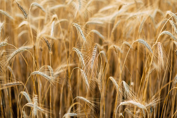 Yellow wheat grain ready for harvest in farm field