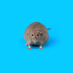 portrait of a domestic rat on blue background