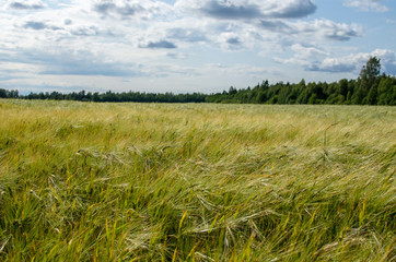 Barley field against a forest background in Jarvamaa, Estonia