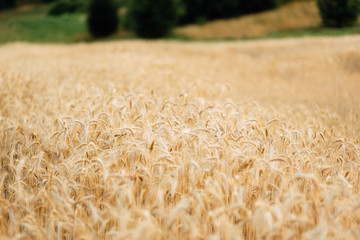 Yellow wheat grain ready for harvest in farm field