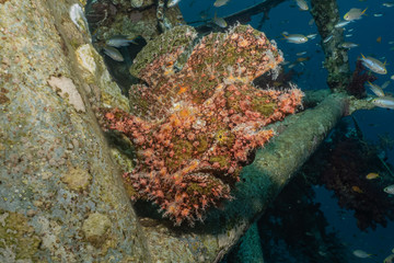 Frog fish in the Red Sea Colorful and beautiful, Eilat Israel