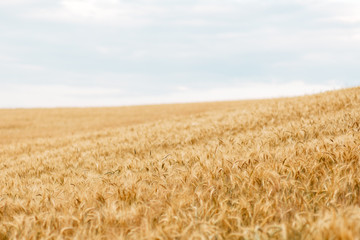 Yellow wheat grain ready for harvest in farm field