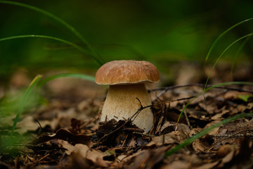 Mushrooms in the summer forest after rain