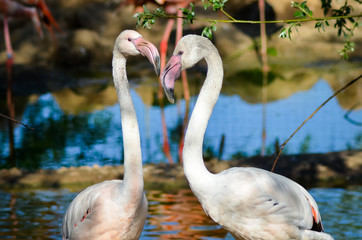 Two grey flamingos looking at each other