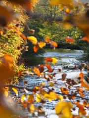 Fototapeta na wymiar winding river with autumn leaves