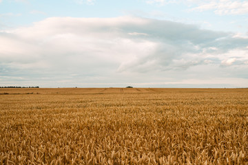 Naklejka premium Wheat closeup. Wheat field. Background of ripening ears of wheat. Harvest and food concept.