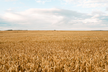 Wheat closeup. Wheat field. Background of ripening ears of wheat. Harvest and food concept.