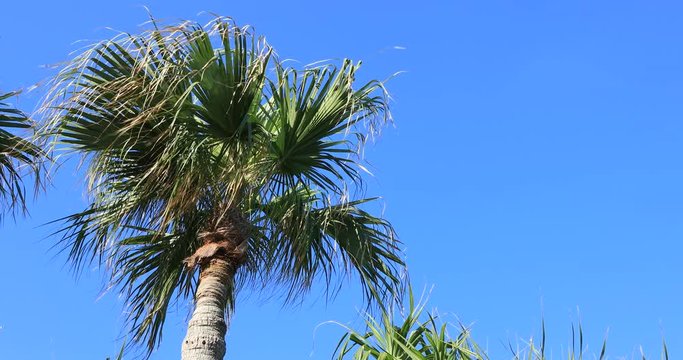Plam tree at Ohama beach in Amami oshima Kagoshima
