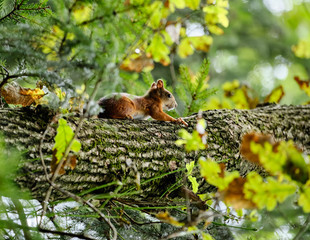 Squirrel in the summer forest on a tree