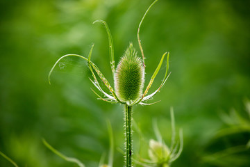 Flora Wildflowers Perennial Bull Thistle Head New Growth