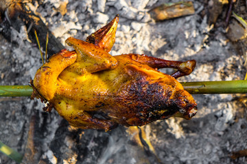 Roasted chicken on fire in camping forest outdoor