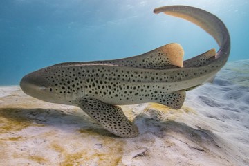 Leopard Shark