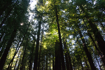 Redwood Trees Light 