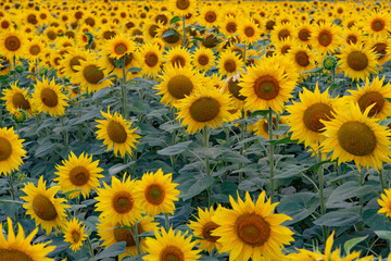 Fototapeta na wymiar yellow sunflower field without sky